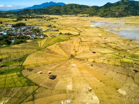 Spider Rice Fields Stock Photos