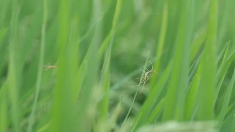 Spider on the rice leaf Stock Footage 88872876