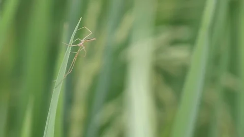 Spider on the rice leaf Stock Footage 88872984