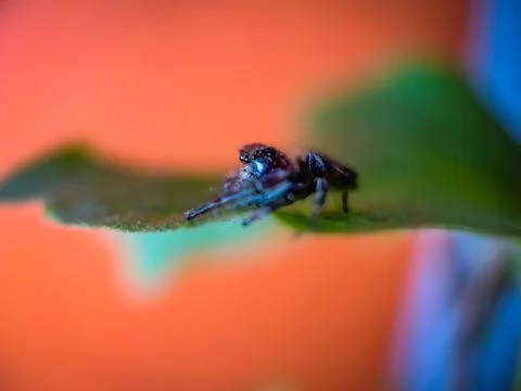 Spider Rocco Stock Photos