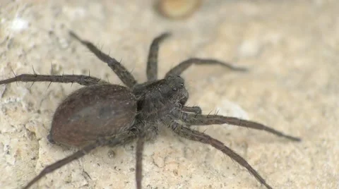 Spider on a rock. Macro video 스톡 동영상 65766025