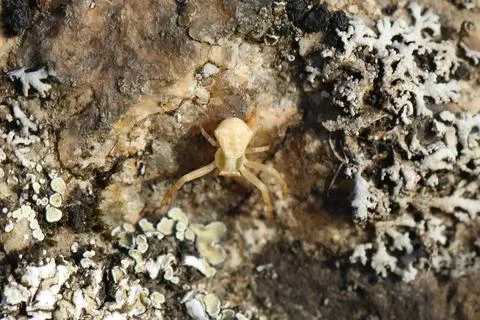 Spider on the rock with moss. Macro Foto stock