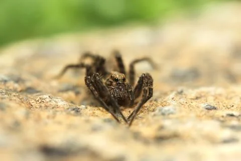 Spider on the rock Stock Photos