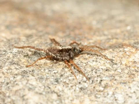 Spider on rock Stock Photos