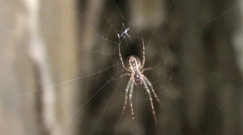 Spider in rock zoom in 2 Stock Footage 10771030