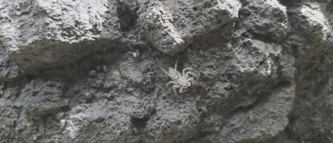 Spider on the rocks Видео 296737014