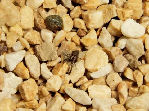 Spider on the rocks Stock Photos