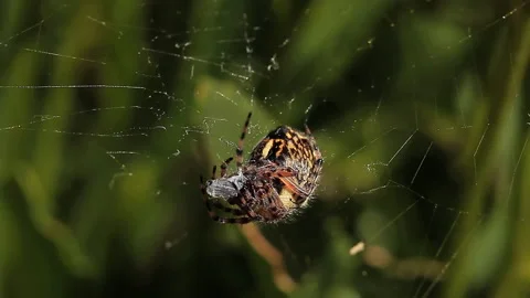 Spider rolling up ant and eating it Stock Footage 232909716