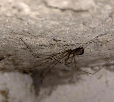 Spider in Romania - close up Fotos de archivo