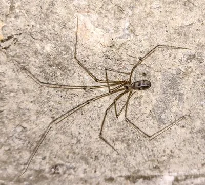 Spider in Romania - close up Stock Photos