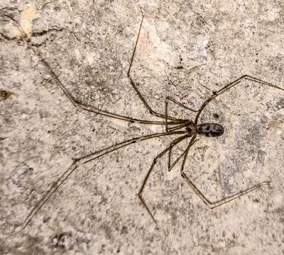 Spider in Romania - close up Foto stock