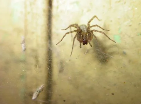 Spider in room Stock Photos
