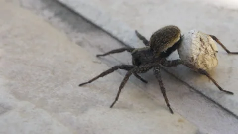 Spider run Video stock 155483348