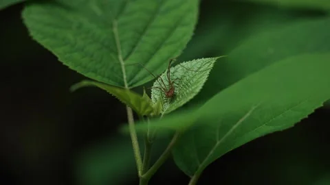 Spider running off of a green leaf in the woods. Stock Footage 241884839