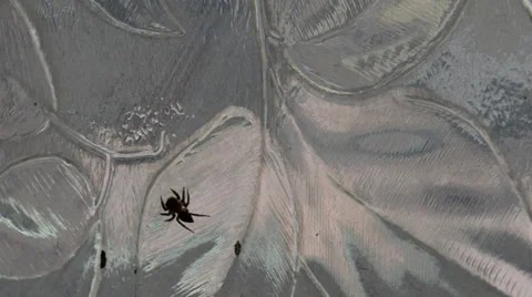 Spider running out of frame Stock Footage 36815921