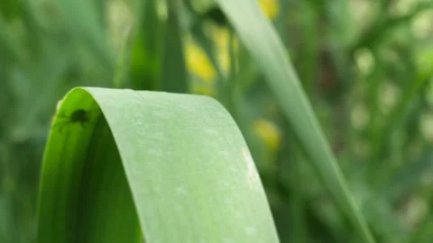 Spider running out of frame over a blade of gras blowing in the wind. Stock Footage 155783787