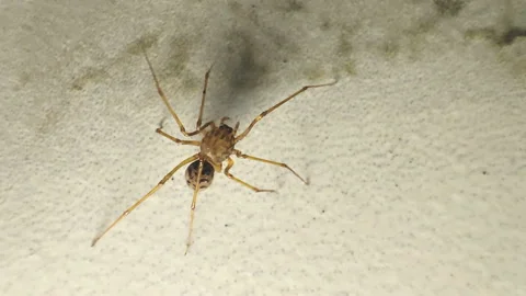 The spider running on the white floor Video stock 171361914