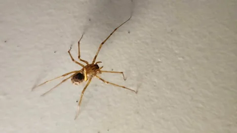 The spider running on the white floor Video stock 171362300