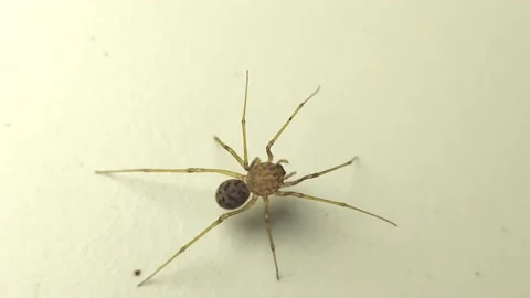 The spider running on the white floor Video stock 171362320