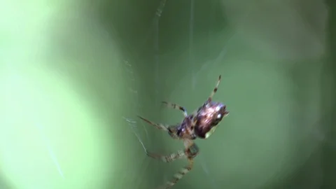 Spider runs down web to catch miskito Stock Footage 95394957