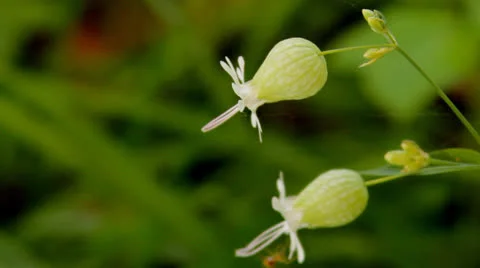 Spider runs on flowers Stock Footage 24723309