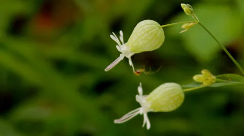 Spider runs on flowers Stock-Footage 24723945