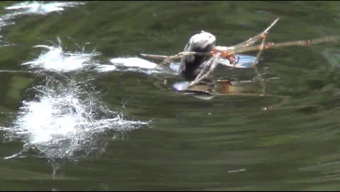 Spider runs on water 스톡 동영상 24583912