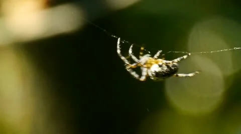 Spider runs on web Stockbeeldmateriaal 10893822