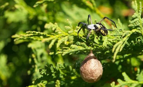 Spider with sac. Stock Photos