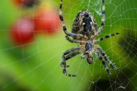 Spider sat in a web Stock Photos
