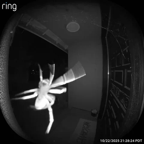 Spider Scared Off by Ring Camera - 22 Oct 2025 Stock Footage 320900343