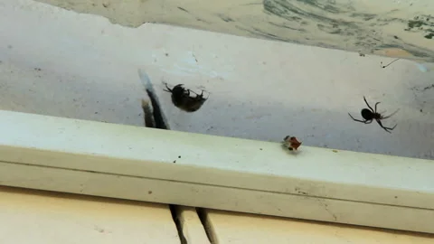 Spider searching victim in a cobweb Stock Footage 115952678