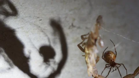 Spider Secures Scorpion with Shadows Behind 動画素材 280287667