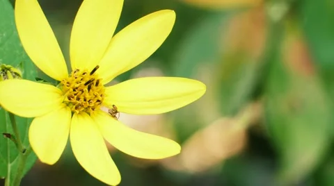 Spider Securing His Prey Stockbeeldmateriaal 67763092