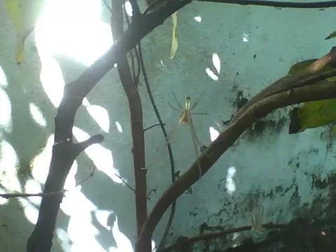 Spider is seen on a pine tree, this spider has long legs... Stock Footage 166426707