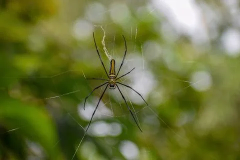 Spider setting on spider web Stock Photos
