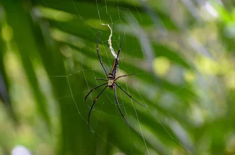 Spider setting on spider web Stock Photos