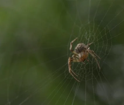 Spider setting the table for the next meal Stock Photos