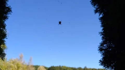 The spider settled among the trees Stock Footage 317649626