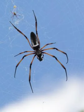 Spider in the seychelles Stock Photos