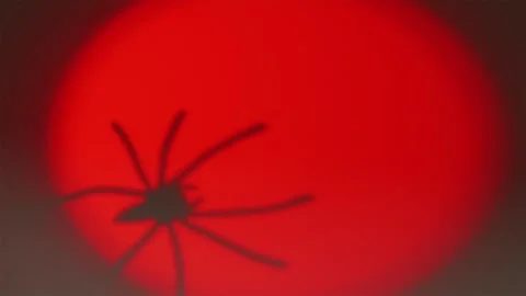 Spider shadow crawling into red circular spotlight on straw Stock-Footage 342520278