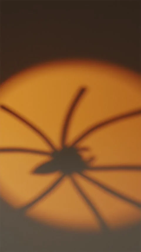 Spider shadow moving into yellow circular light on straw Stock Footage 342423423