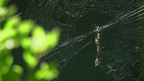 Spider Shake Stock Footage 113422347