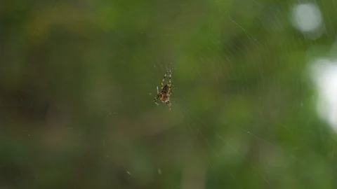 A spider that shakes its web when disturbed Stock Footage 88488748