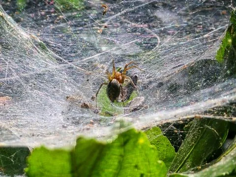 Spider on sheet web among green leaves in garden macro close up with silk Stock Photos