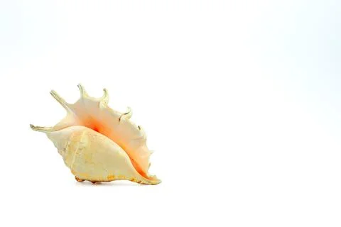 Spider Shell Underside With White Copy Space Stock Photos