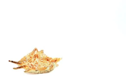 Spider Shell With White Copy Space Stock Photos