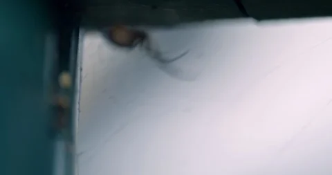 Spider shifting into focus as it sits in it's web Stock Footage 113144440
