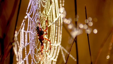 A spider on a shining cobweb in the sun Stock Footage 118614780