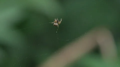 The spider shook its legs in the web Stock Footage 241921704